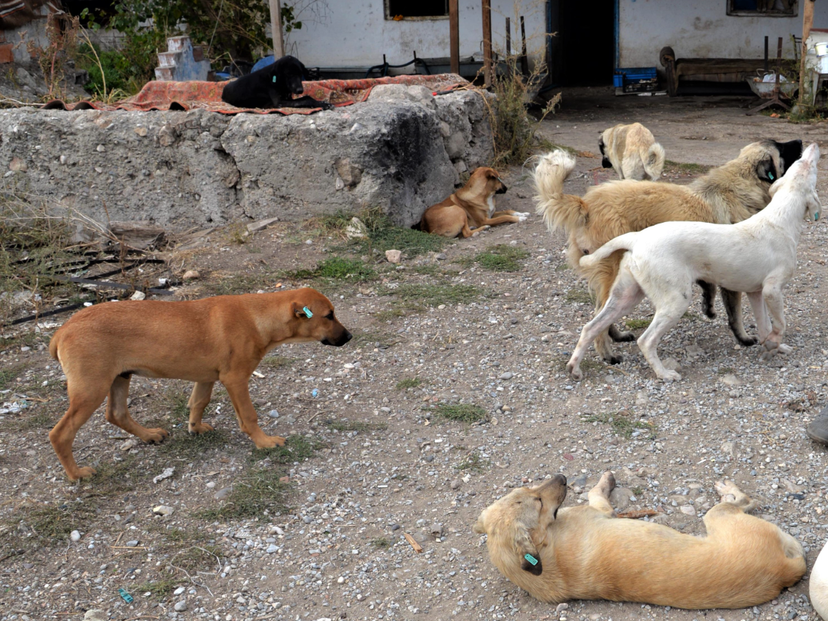 Sokak Köpekleri İçin Üç Bakanlık Çalışma Başlatıyor! Köpek Saldırıları Bitecek Mi?