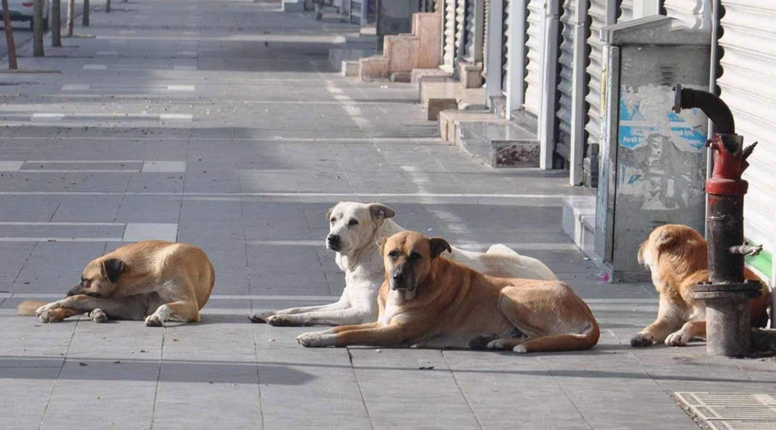 Sokak Köpekleri İçin Üç Bakanlık Çalışma Başlatıyor! Köpek Saldırıları Bitecek Mi?