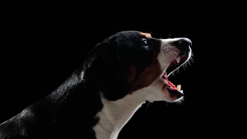 Ardında Yüz Köpek Havlamayan Kurt, Kurt Sayılmaz Atasözü Anlamı Nedir, Uzun Açıklaması Nedir, Ne Demek?